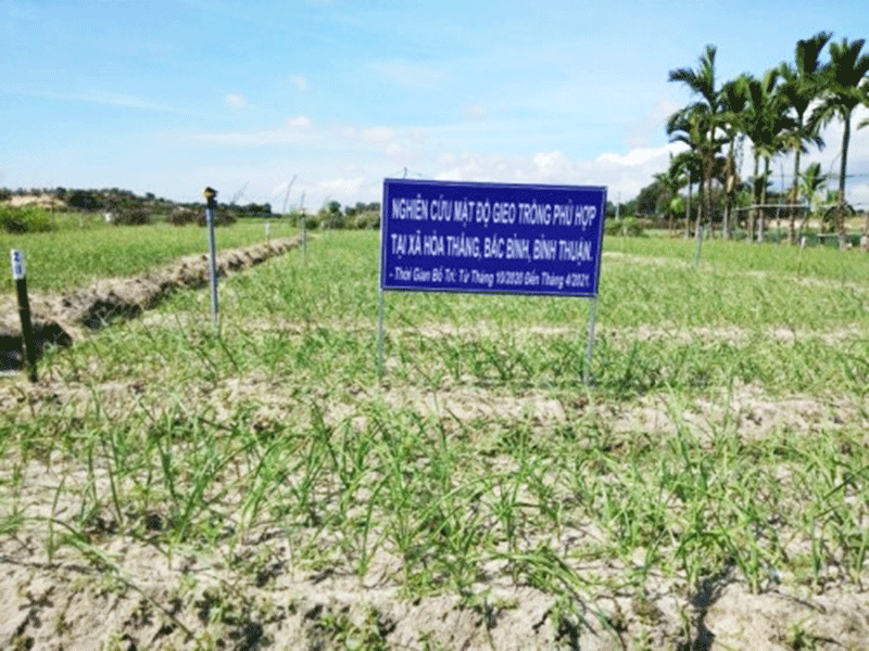 Thử nghiệm trồng các giống tỏi tại Hòa Thắng. Ảnh: NNC Thử nghiệm trồng các giống tỏi tại Hòa Thắng. Ảnh: NNC