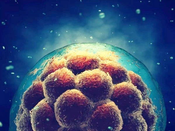 Phôi thai người giai đoạn đầu. Ảnh:Shutterstock. Phôi thai người giai đoạn đầu. Ảnh:Shutterstock.