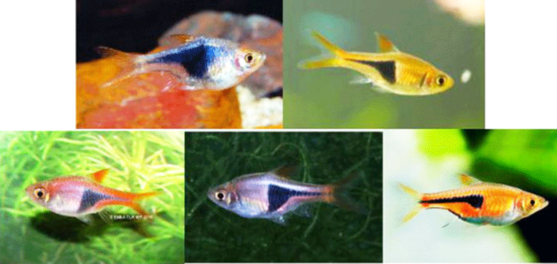 Các kiểu hình cá tam giác. Ảnh: NNC Các kiểu hình cá tam giác. Ảnh: NNC