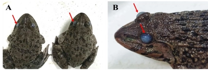 Vi khuẩn S. agalactiae là tác nhân gây bệnh mù mắt trên ếch nuôi Vi khuẩn S. agalactiae là tác nhân gây bệnh mù mắt trên ếch nuôi