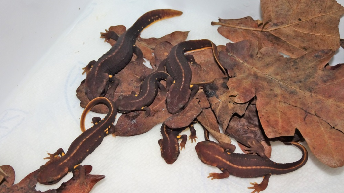 Cá cóc Tam Đảo (Paramesotriton deloustali). Ảnh: Thomas Ziegler Cá cóc Tam Đảo (Paramesotriton deloustali). Ảnh: Thomas Ziegler