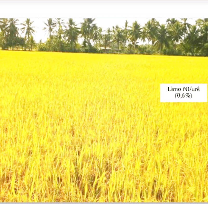 Nimo LI được thử nghiệm trên cây lúa Nimo LI được thử nghiệm trên cây lúa