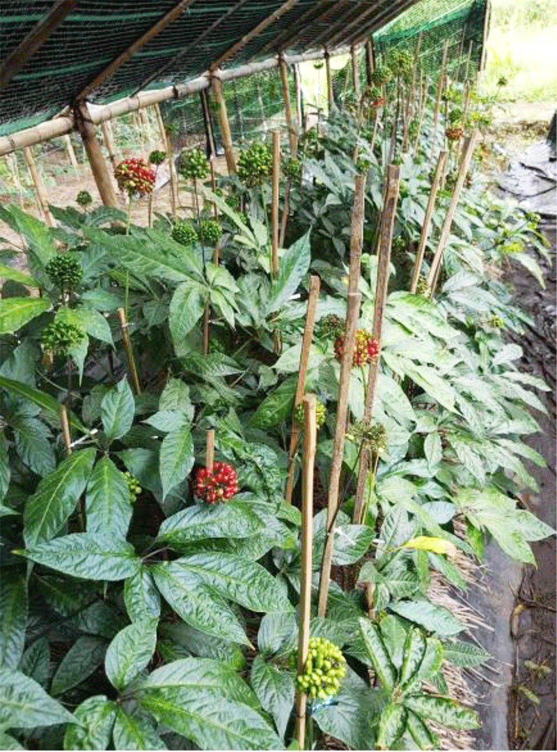 Sâm Ngọc Linh được trồng tại Lâm Đồng có mái che Ảnh: HV Sâm Ngọc Linh được trồng tại Lâm Đồng có mái che Ảnh: HV