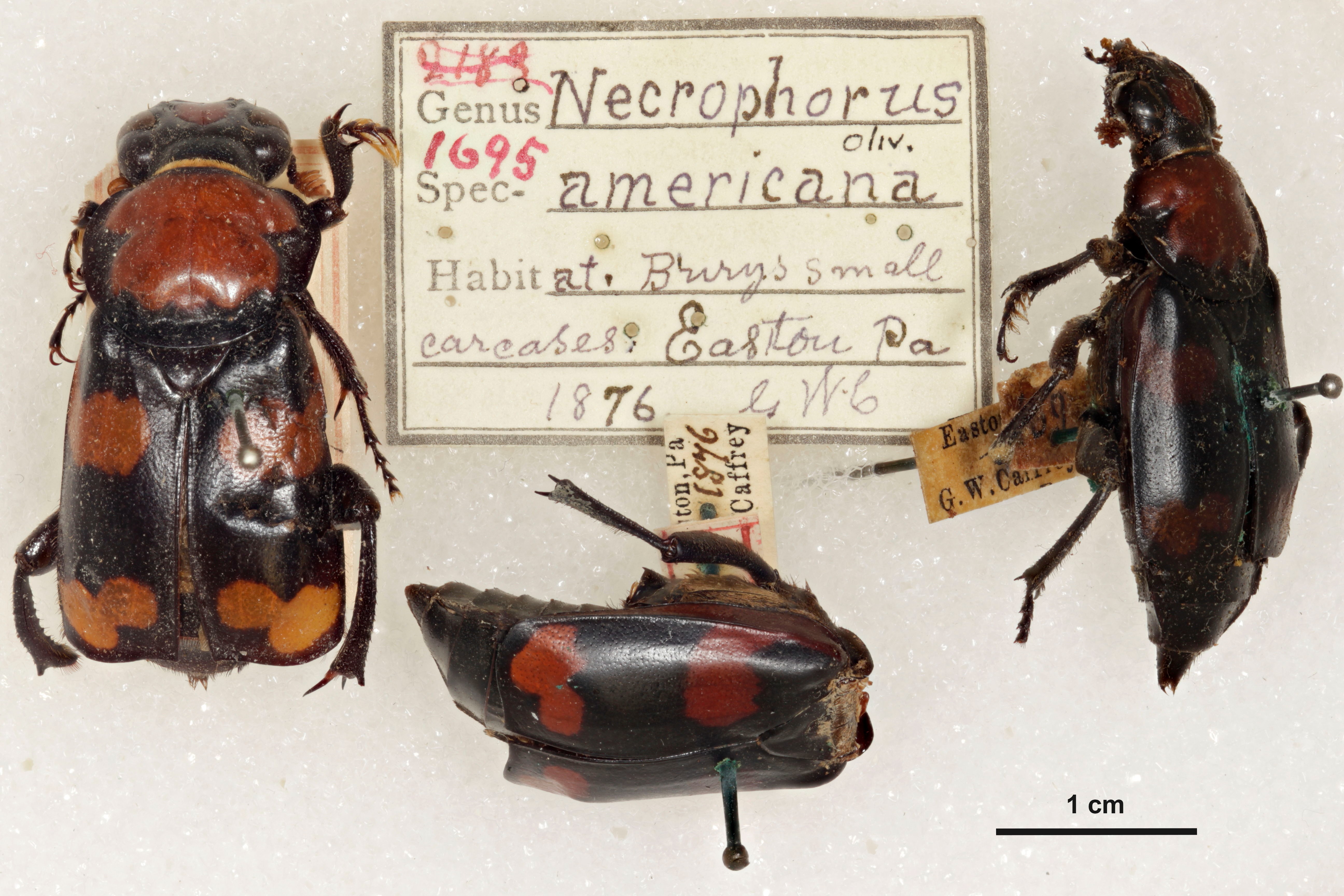 Bọ chôn xác Mỹ (Nicrophorus americanus). Bọ chôn xác Mỹ (Nicrophorus americanus).