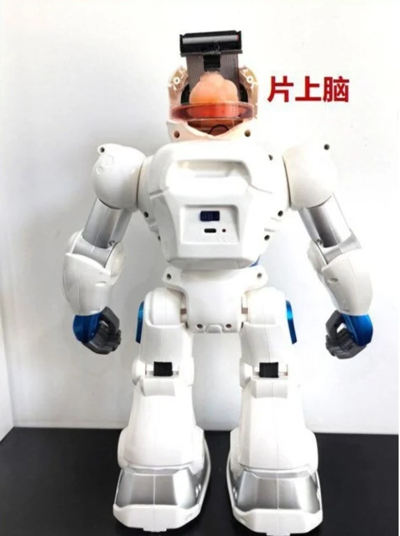 Robot đầu tiên có não từ tế bào gốc của người gắn chip. Ảnh: Đại học Thiên tân/ South china morning post Robot đầu tiên có não từ tế bào gốc của người gắn chip. Ảnh: Đại học Thiên tân/ South china morning post