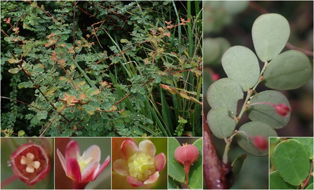 Loài Nymphanthus adenophorus Tk.Yamam., Tagane & V.S.Dang - Diệp hạ châu núi chúa (Ảnh: Shuichiro Tagane) Loài Nymphanthus adenophorus Tk.Yamam., Tagane & V.S.Dang - Diệp hạ châu núi chúa (Ảnh: Shuichiro Tagane)