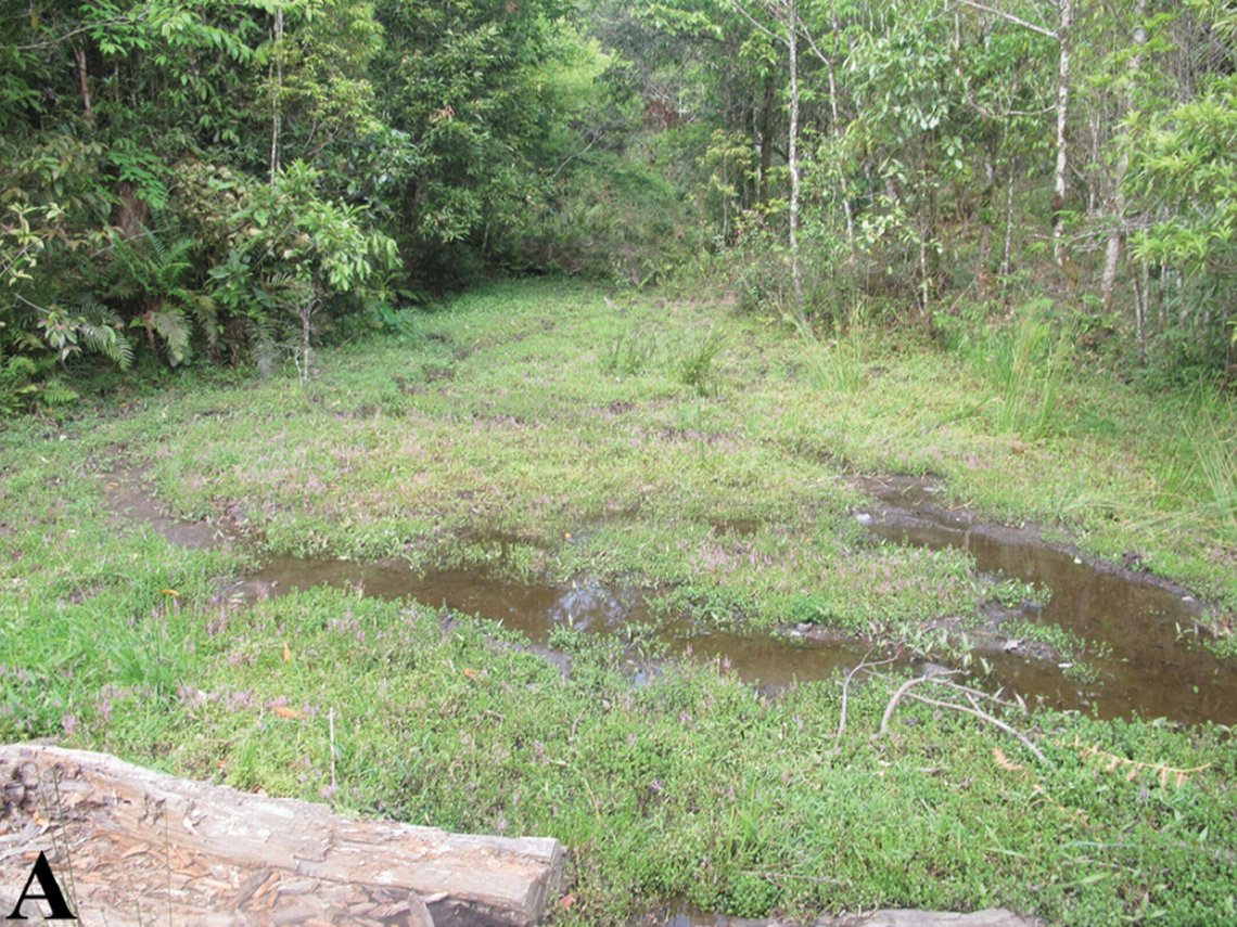 Các nhà nghiên cứu cho biết loài ếch mới sống trong rừng, ở những khu vực gần nguồn nước Các nhà nghiên cứu cho biết loài ếch mới sống trong rừng, ở những khu vực gần nguồn nước